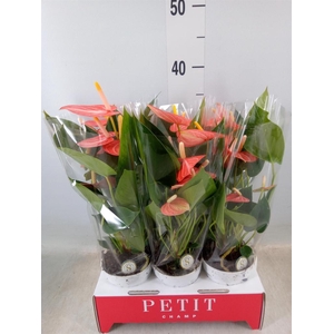 Anthurium andr. 'Livium Orange'
