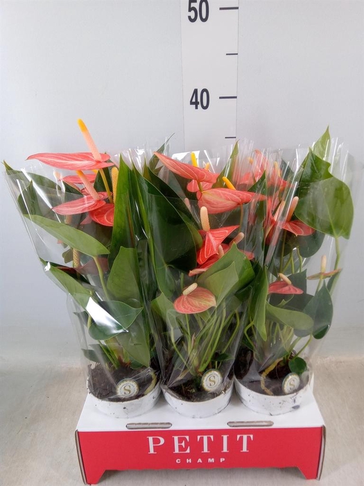 <h4>Anthurium andr. 'Livium Orange'</h4>