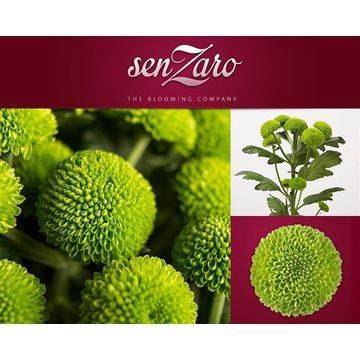 <h4>Chrys sp deligreen</h4>