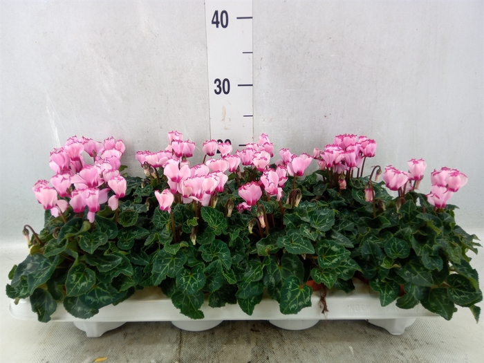 <h4>Cyclamen KL 'Metis Victoria'</h4>