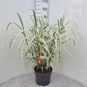 Arundo donax 'Versicolor'