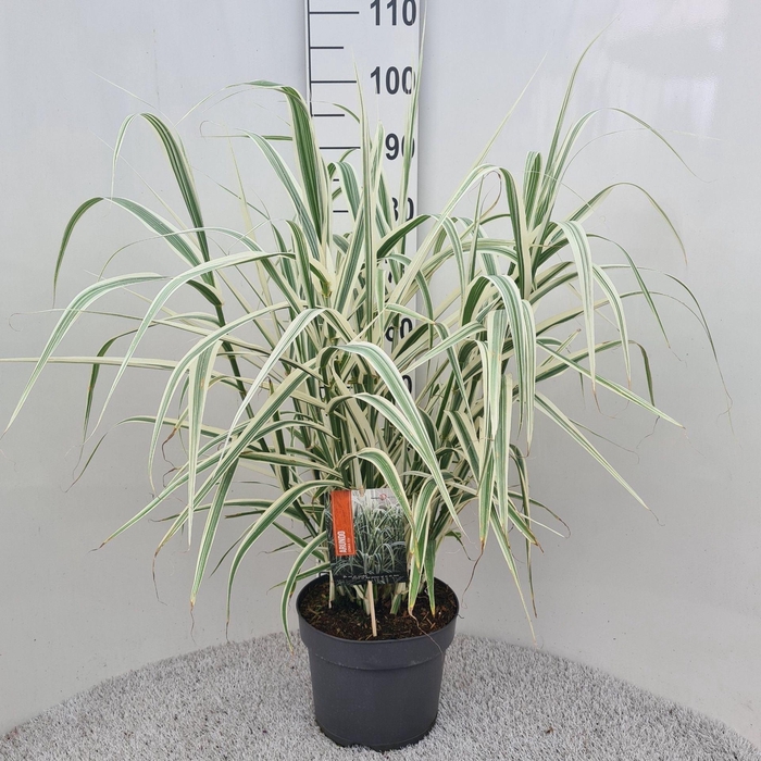 <h4>Arundo donax 'Versicolor'</h4>
