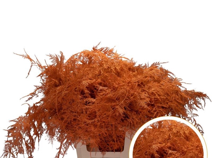 <h4>Asparagus Ex Veren Oranje x50</h4>