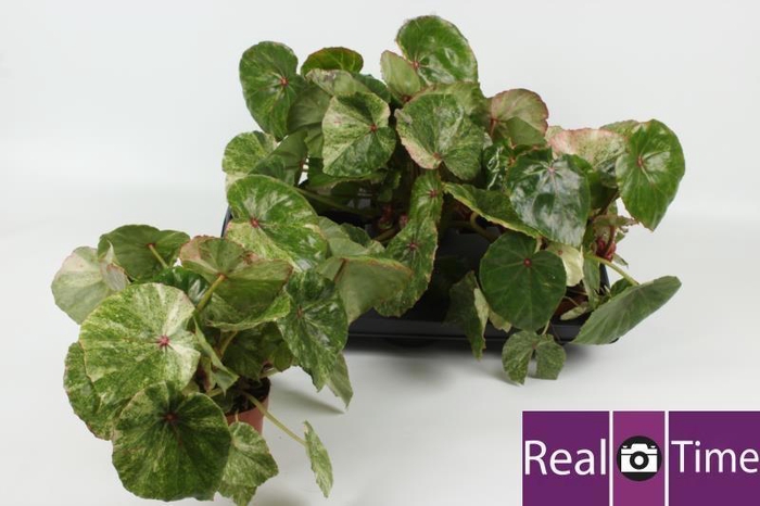 <h4>KAMERPL GEM OV</h4>