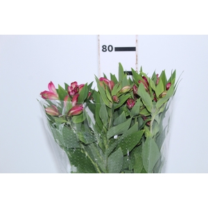 ALSTROEMERIA DECORA 080 CM ROSA