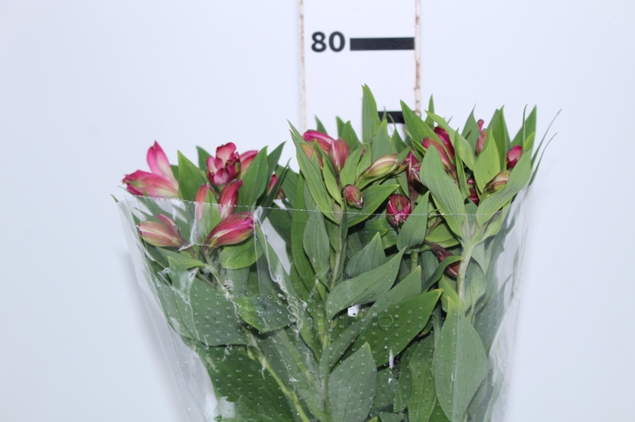 ALSTROEMERIA DECORA 080 CM ROSA