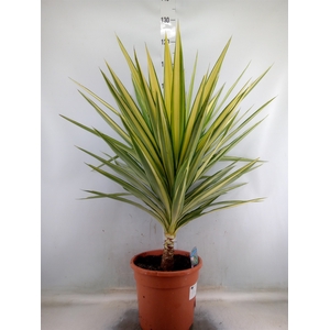 Yucca elephantipes 'Jewel'