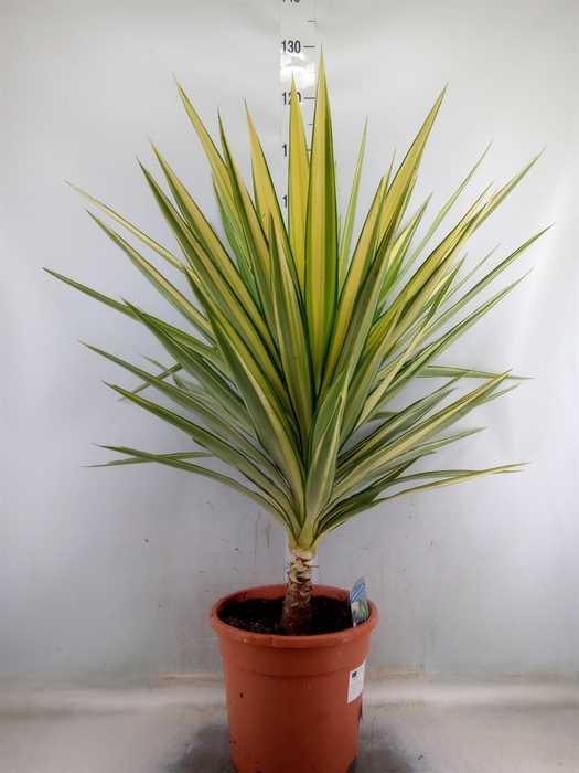 <h4>Yucca elephantipes 'Jewel'</h4>