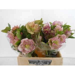 HELL OR DB ELLEN PIC