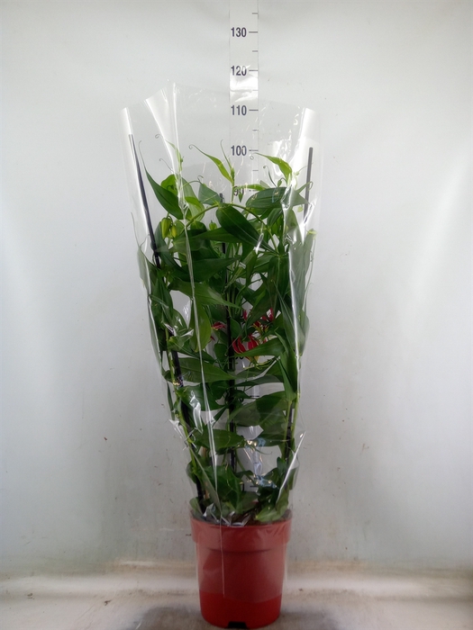 <h4>Gloriosa   ...</h4>