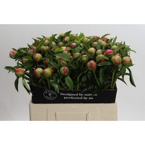 Paeonia Coral Charm