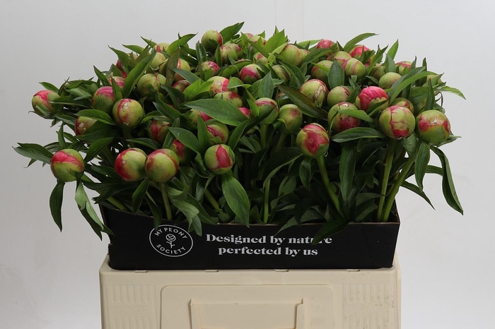 <h4>Paeonia Coral Charm</h4>