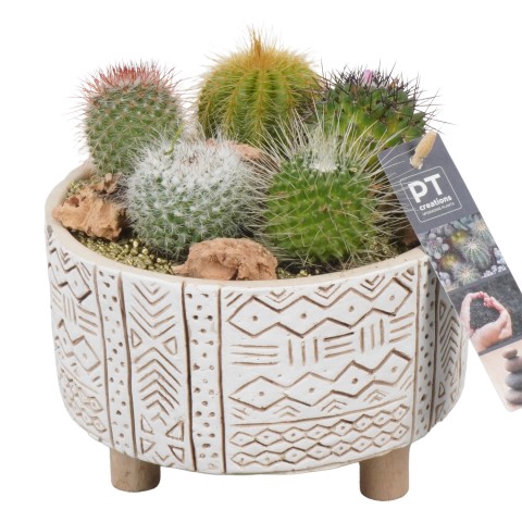 PTCT4646 Arrangementen Cactus