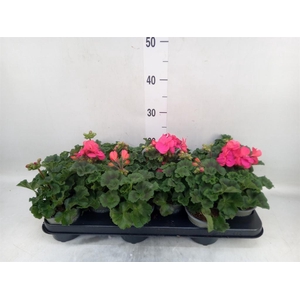 Pelargonium zona. 'ToscaSil Raiko'
