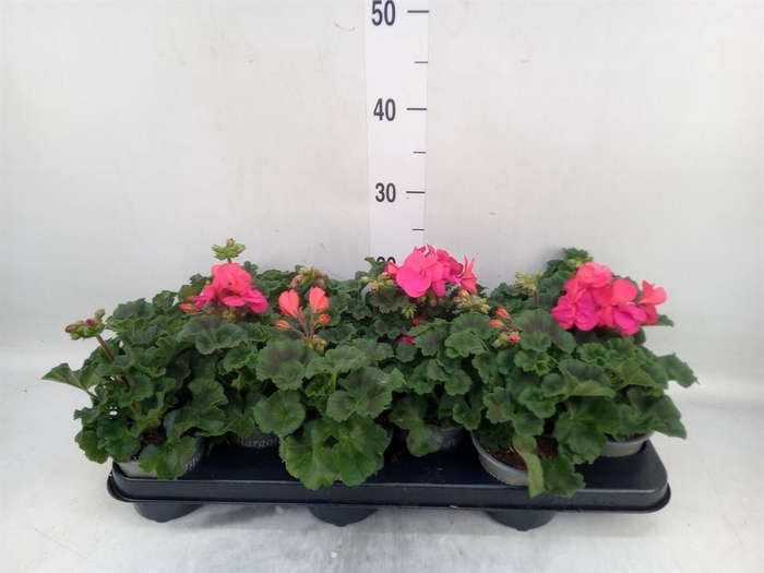 <h4>Pelargonium zona. 'ToscaSil Raiko'</h4>