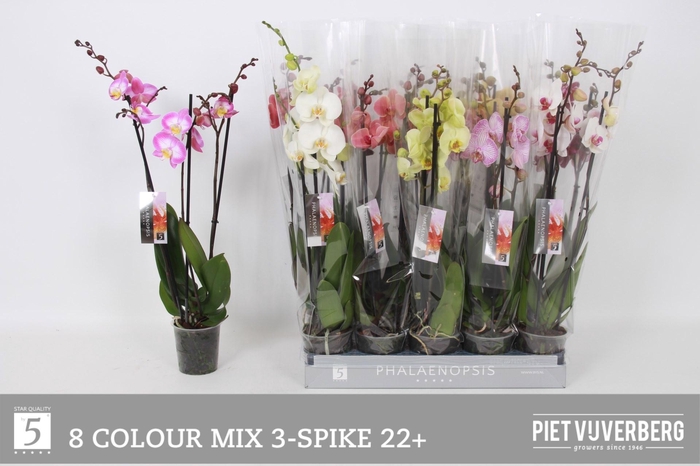 <h4>Phal Gem 8 Kl</h4>