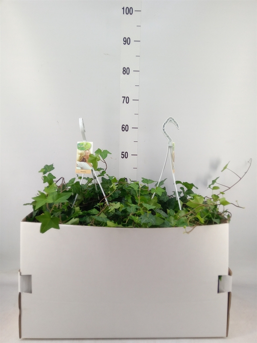 <h4>Hedera helix 'Pittsburgh'</h4>