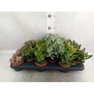 Crassula   ...mix