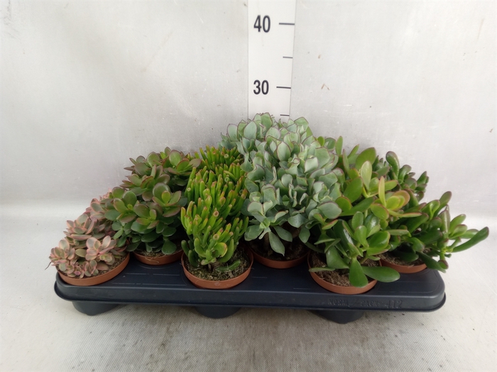 <h4>Crassula   ...mix</h4>