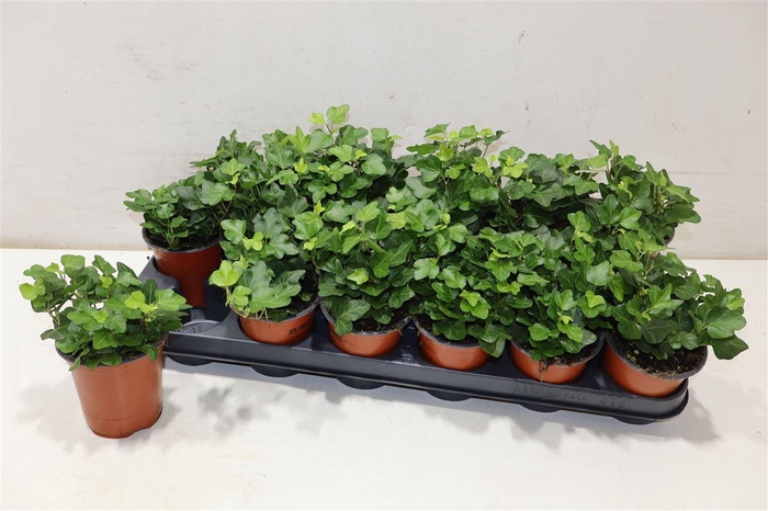 <h4>Hed He Wonder</h4>