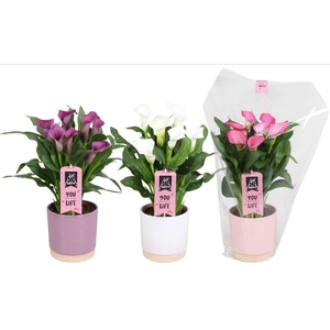Zantedeschia gemengd Calla Valentijn mix in Julia keramiek