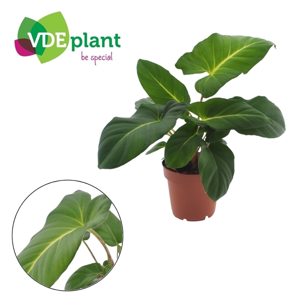 <h4>Adelonema Crinipes 12cm</h4>