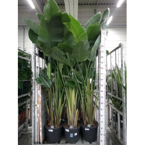 Strelitzia nicolai