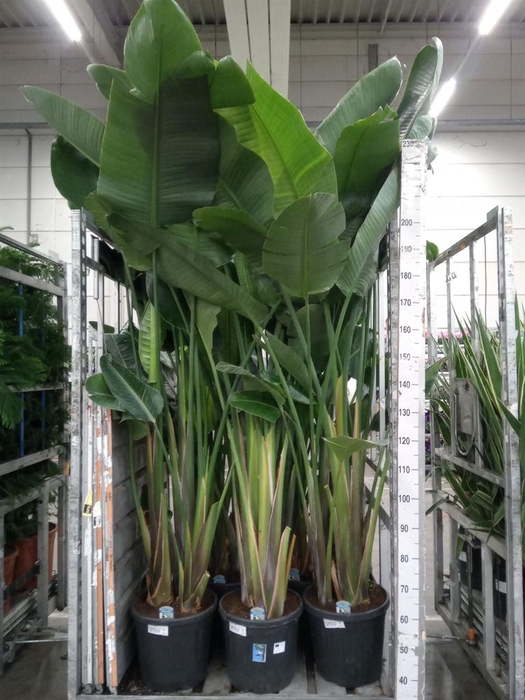<h4>Strelitzia nicolai</h4>
