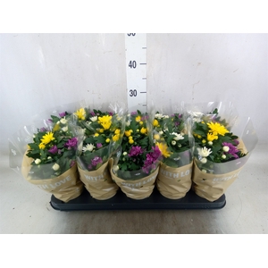 Chrysanthemum  'Da Vinci'  ...mix p