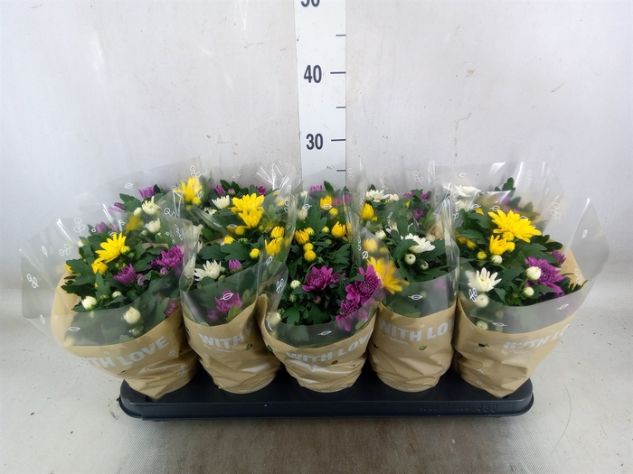 <h4>Chrysanthemum  'Da Vinci'  ...mix p</h4>