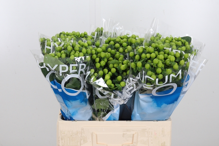 <h4>Hyp Coco Bamboo</h4>