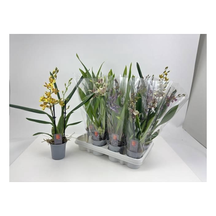 <h4>Orchids mix 9Ø 50cm 2st</h4>