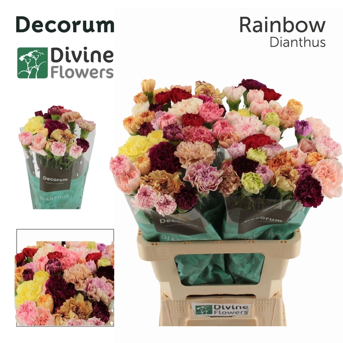 <h4>Dianthus ST   ...mix in bos</h4>