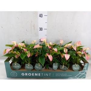 Anthurium  'Matata'