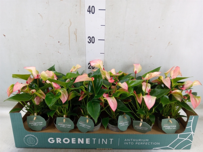 <h4>Anthurium  'Matata'</h4>