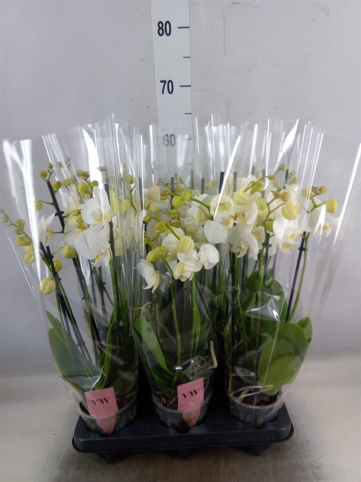 <h4>Phalaenopsis  'Ant Inverness'</h4>