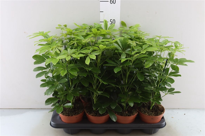 <h4>Schefflera Nora</h4>