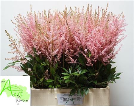 <h4>Astilbe Ar Erika</h4>