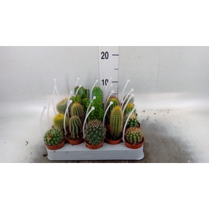 Cactus   ...mix