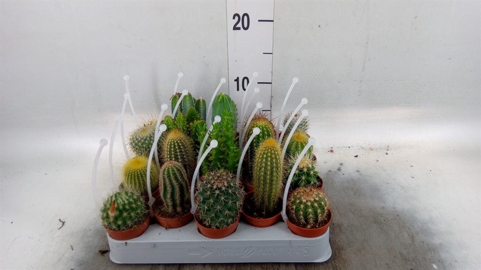 <h4>Cactus ...mix</h4>