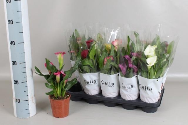 <h4>ZANT GEM 6 KL</h4>