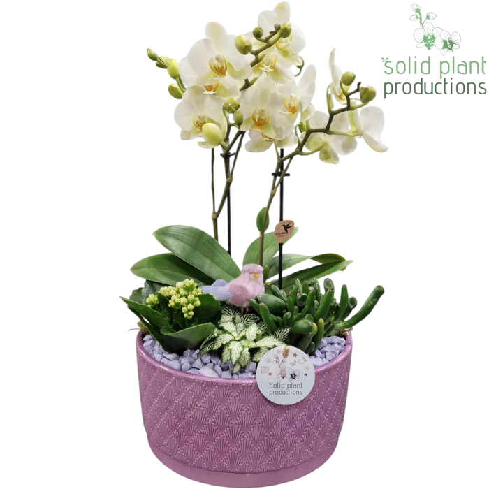 <h4>PH004 Stella Lila</h4>