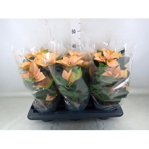 Euphorbia pulc. 'Autumn Leaves'