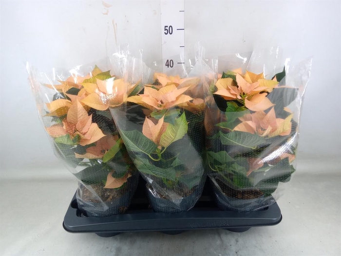 <h4>Euphorbia pulc. 'Autumn Leaves'</h4>