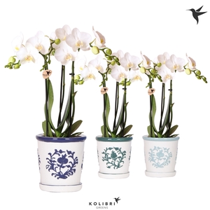 Kolibri Orchids Phalaenopsis white 3 spike in Malaga pot blue