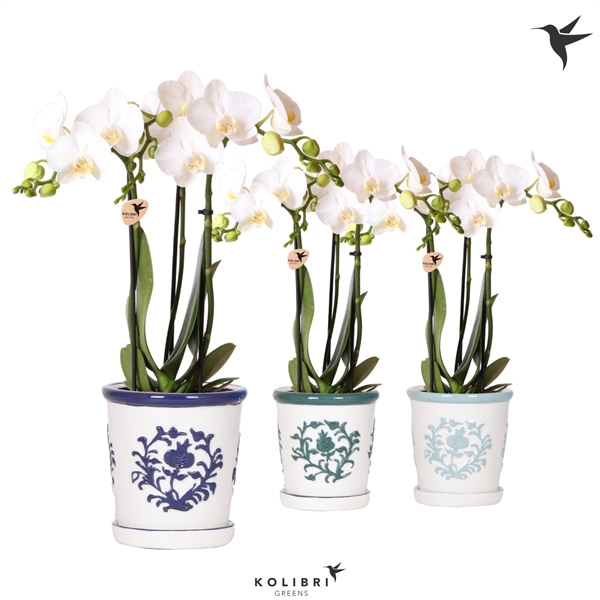 <h4>Kolibri Orchids Phalaenopsis white 3 spike in Malaga pot blue</h4>