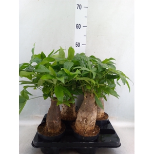 Pachira aquatica