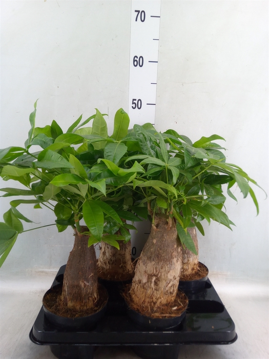 <h4>Pachira aquatica</h4>