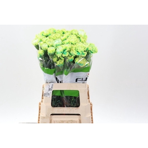 Dian. ST. DYED Brasil