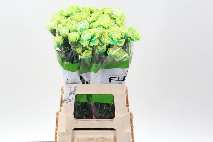 <h4>Dianthus ST   ...colored H%</h4>